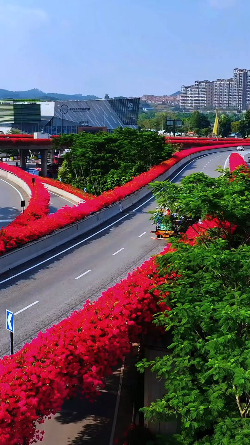 南宁的立交桥三角梅盛开,一路繁花似锦.
