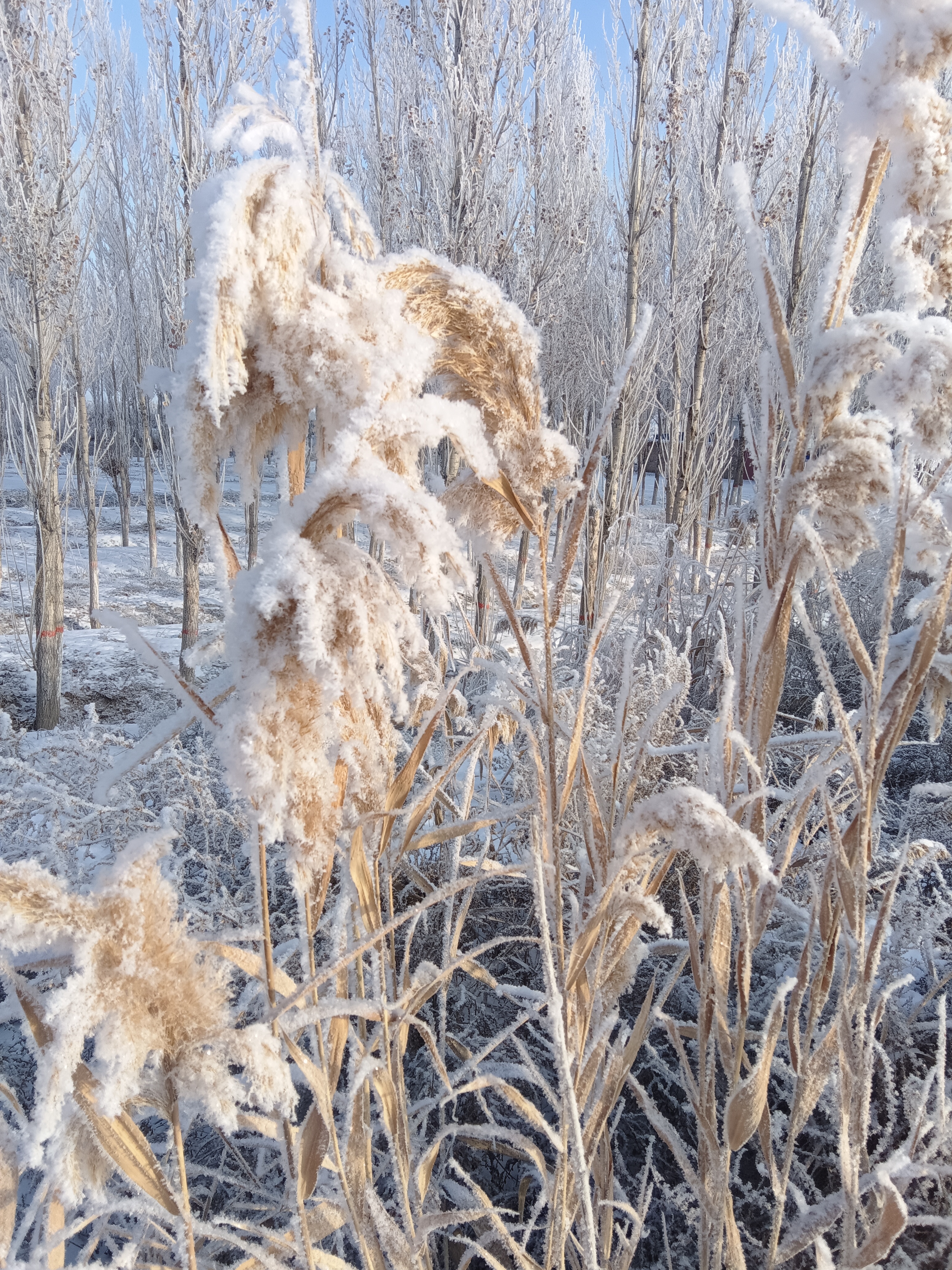 戈壁滩下雪图片图片