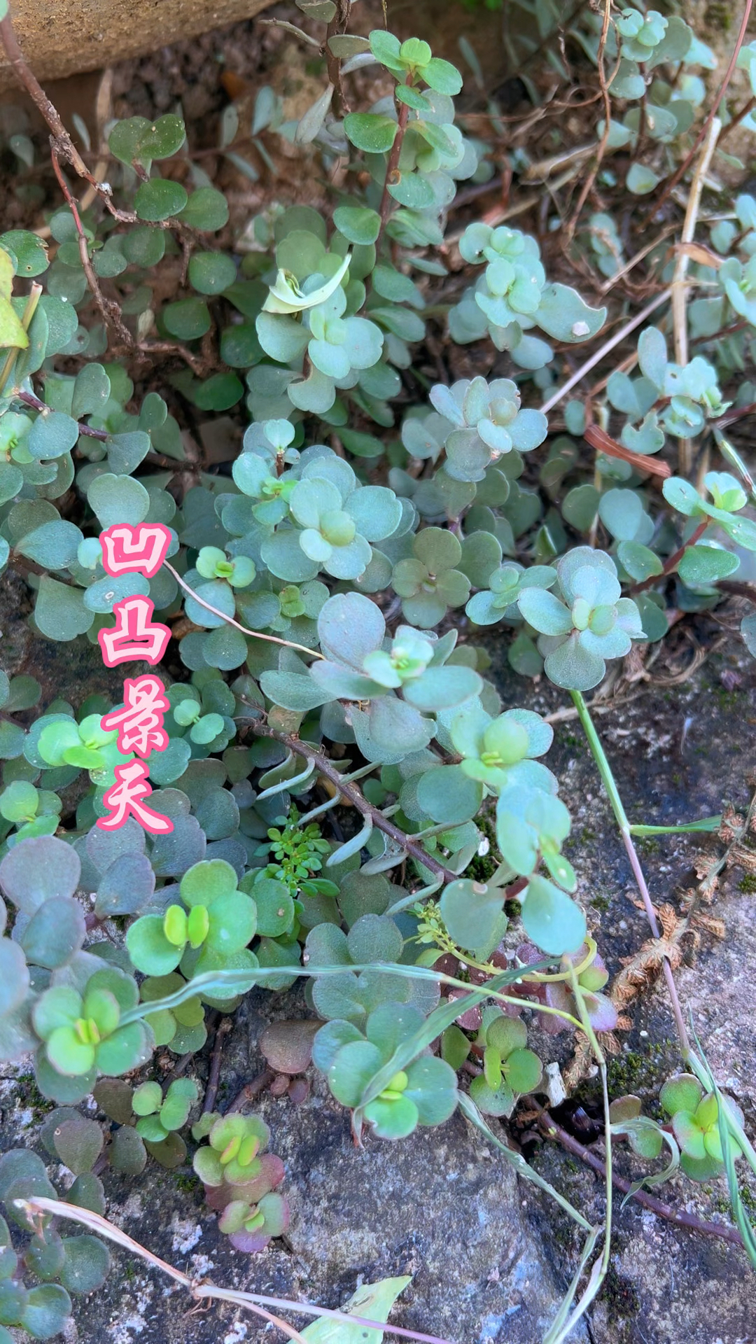 凹叶景天,不仅是观赏植物,它的好处很多人不知