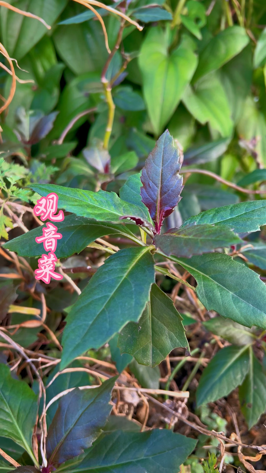 媳妇尖野菜图片