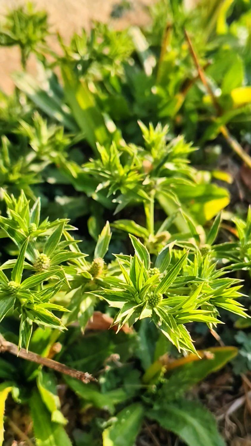 高山刺芹花语图片