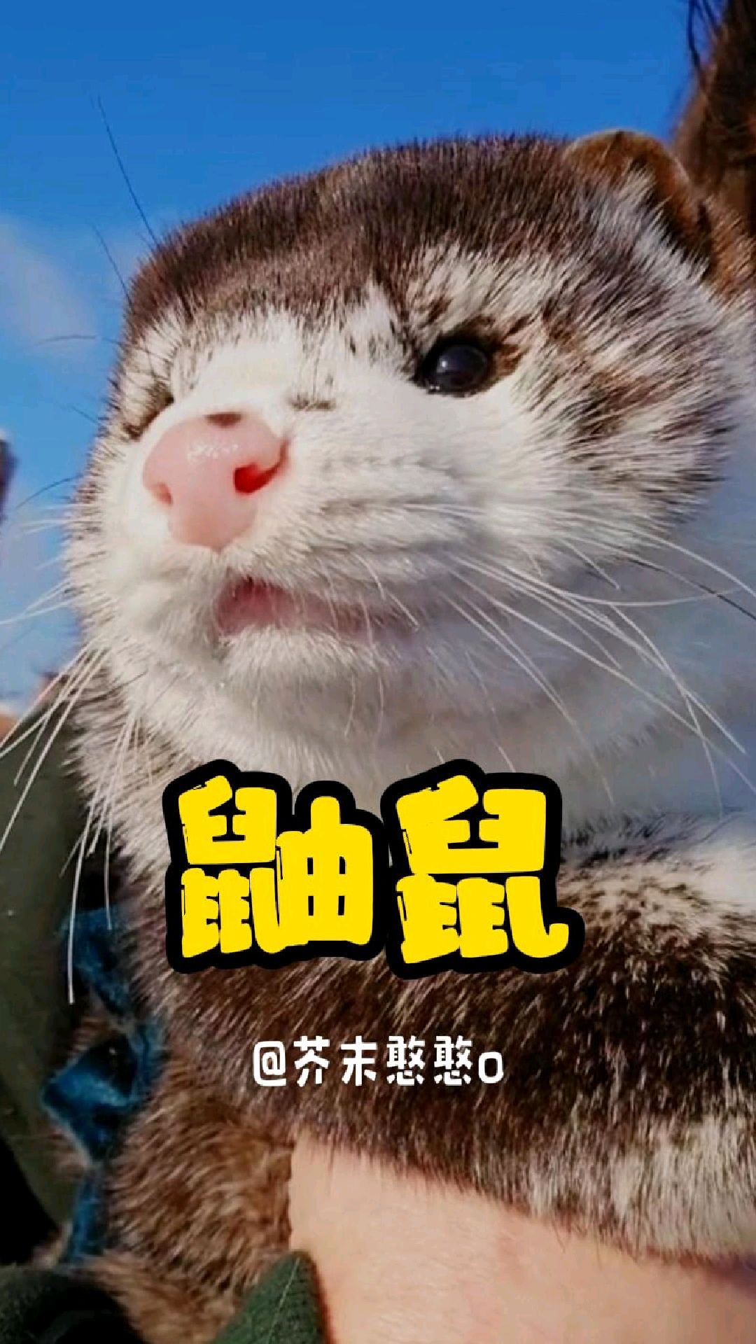 鼬鼠也是鼠,怎么它就那么可爱呢