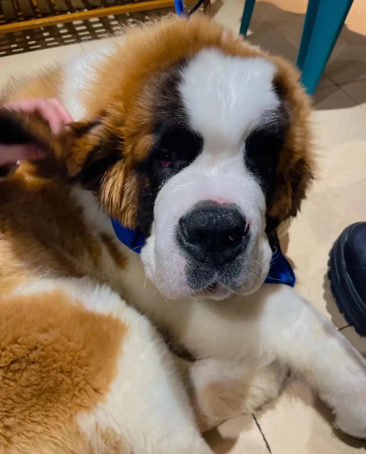 它还是雪山救援犬,脖子上一般会挂个小酒桶,里面装有 烈酒,可以使雪地