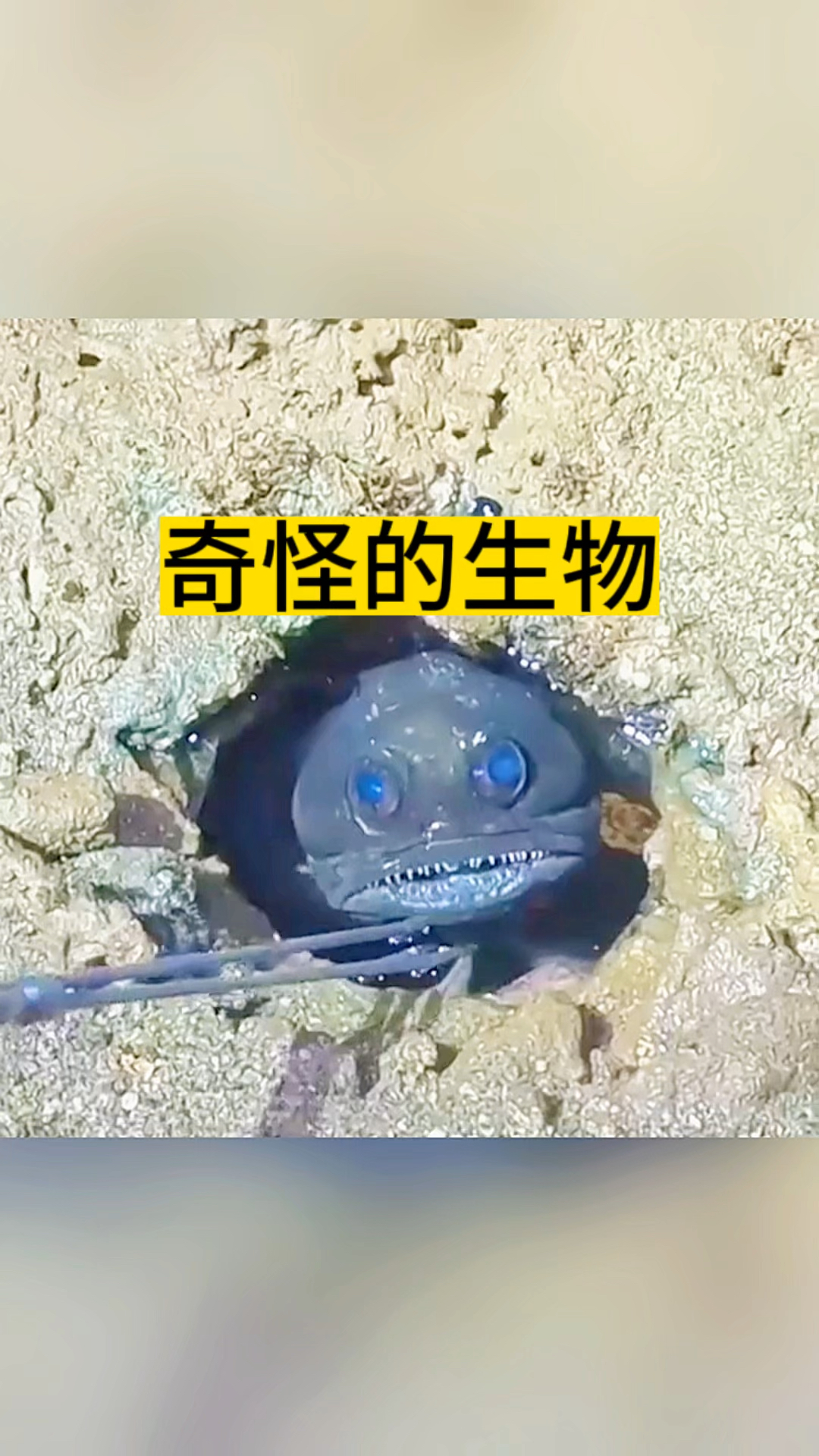奇怪的生物,太凶猛了