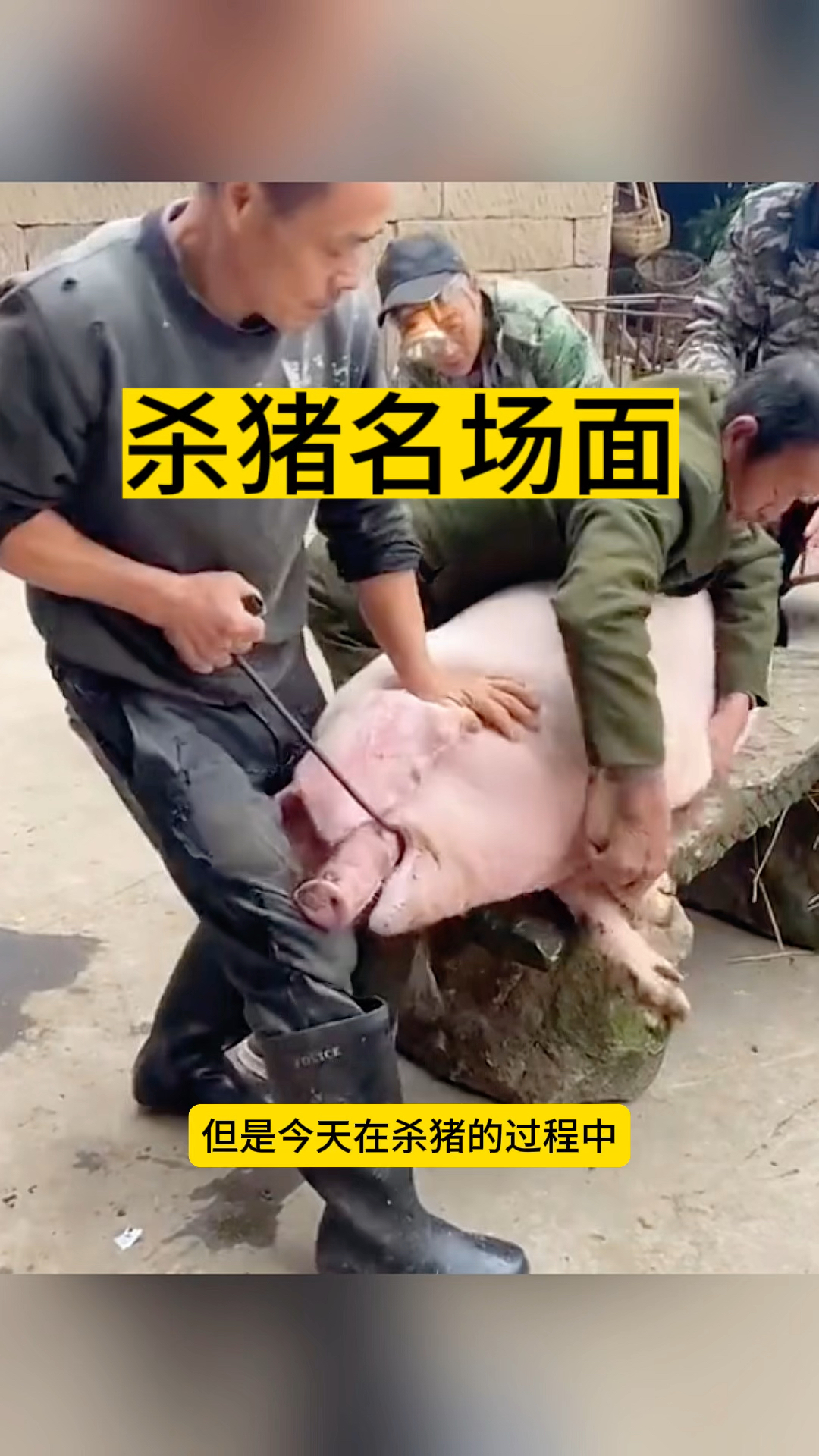 杀猪名场面,太搞笑了