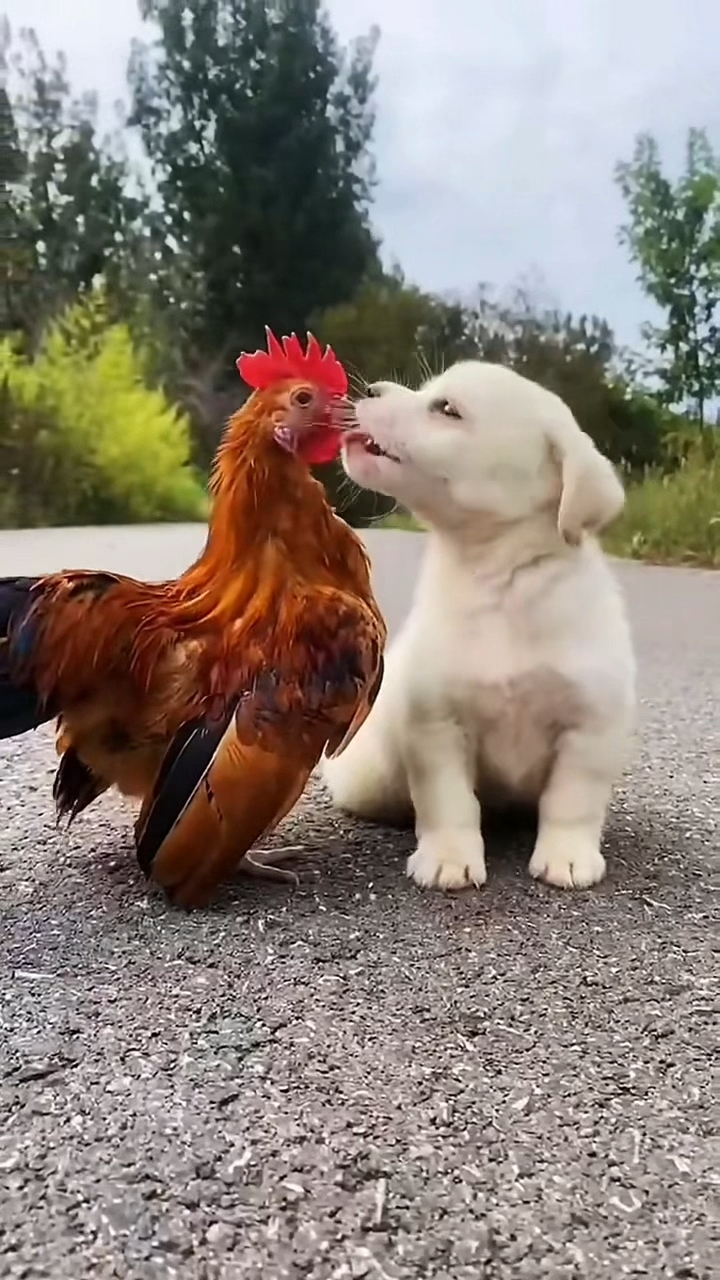 这狗子不是喜欢鸟就是看上鸡