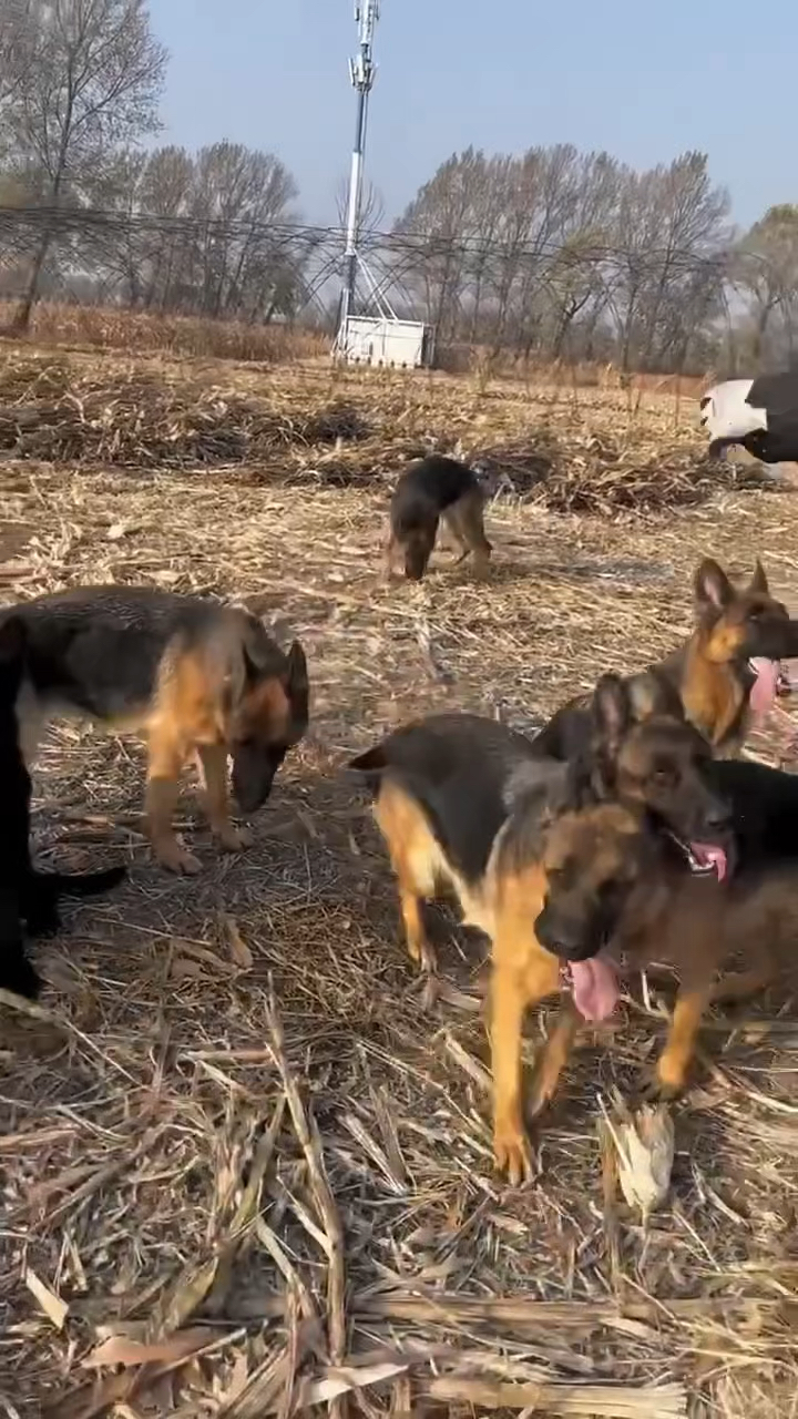 黑狼与东德牧羊犬杂交图片