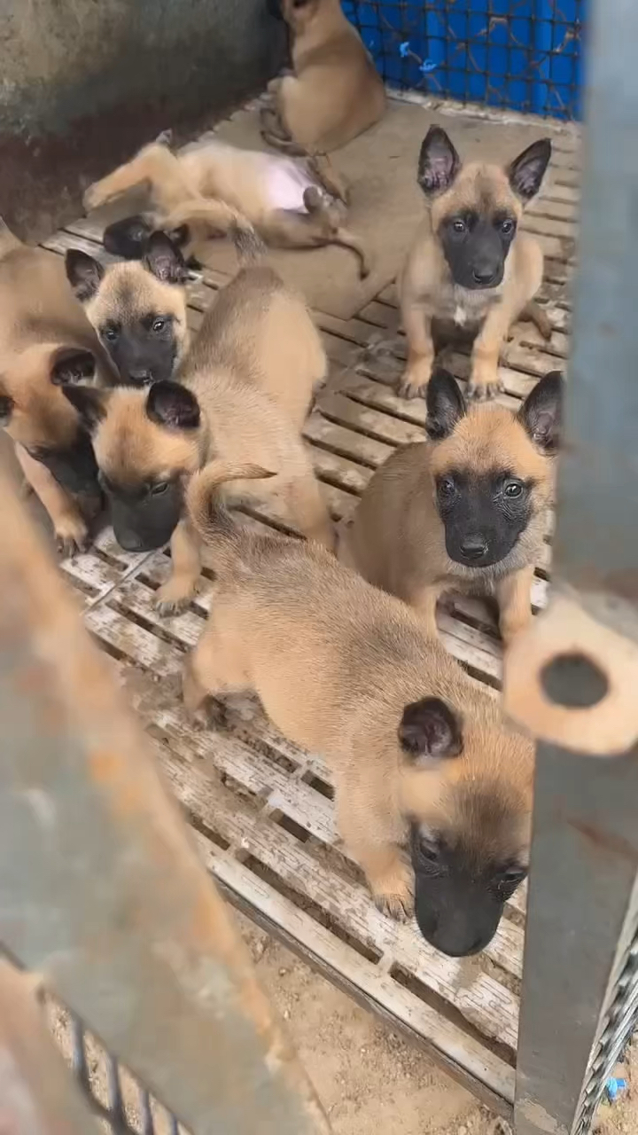 杂交的马犬幼犬图片