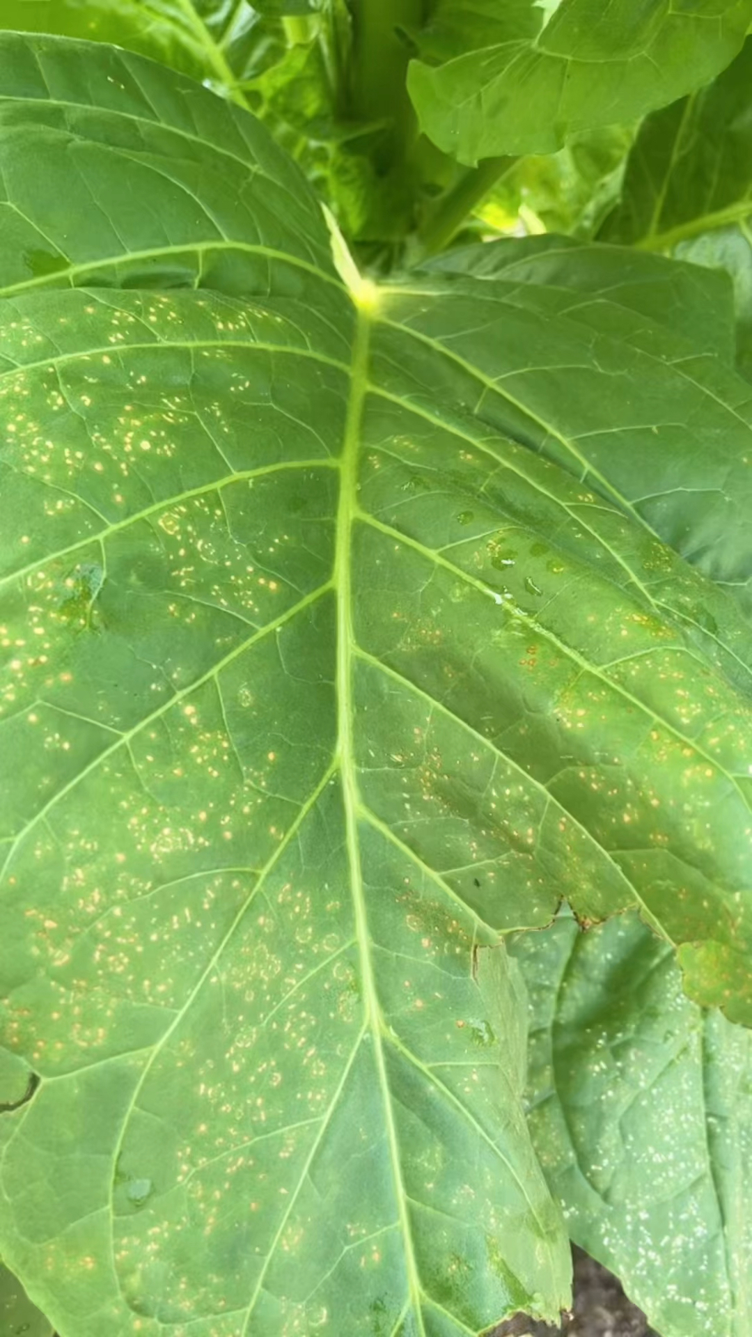 烤烟气候性斑点危害严重但是防治有方法