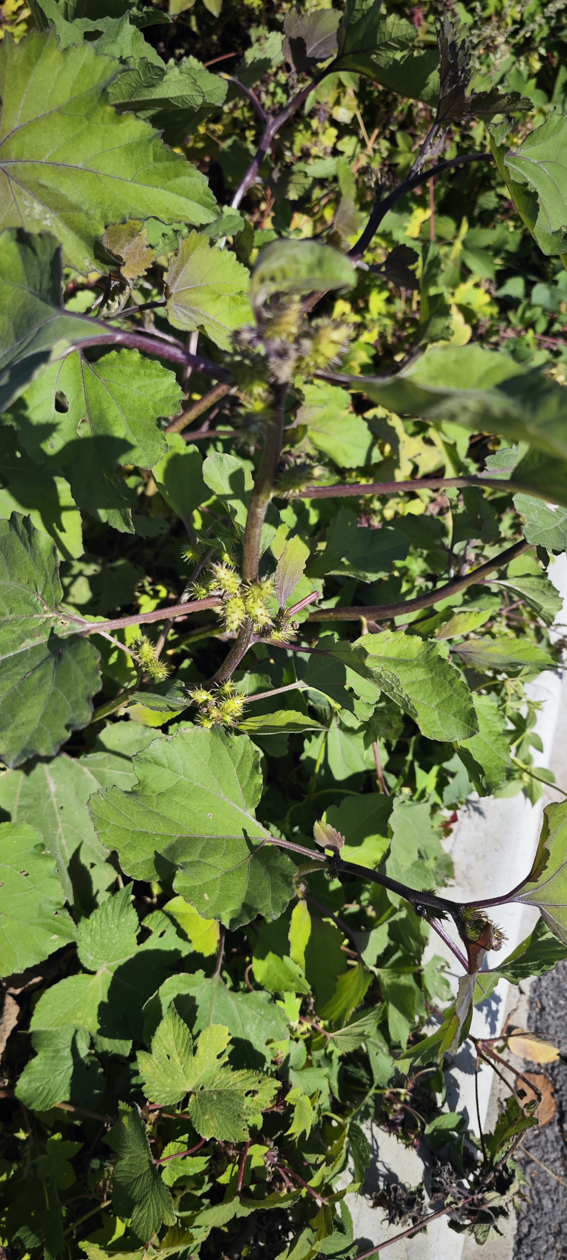 二十多年没见过,都忘了叫什么名字了