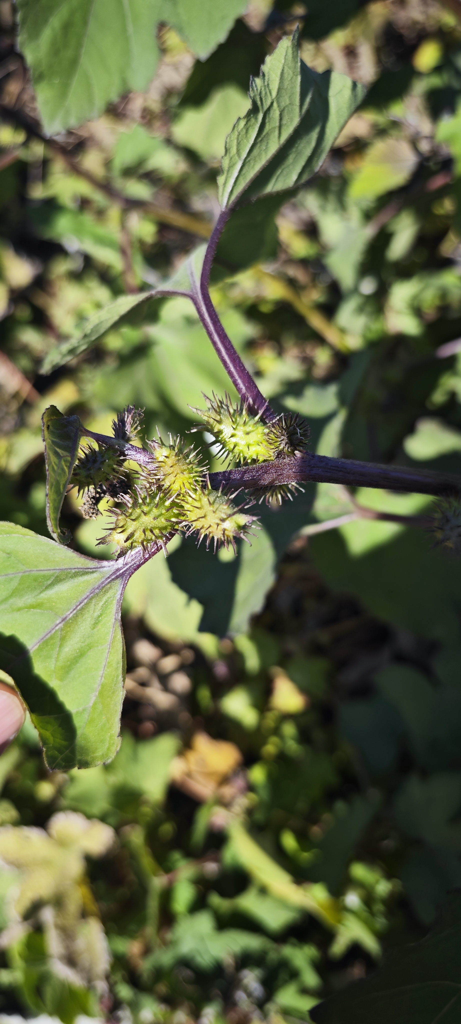 现在老家回的少了,这东西也见得少了,连名字