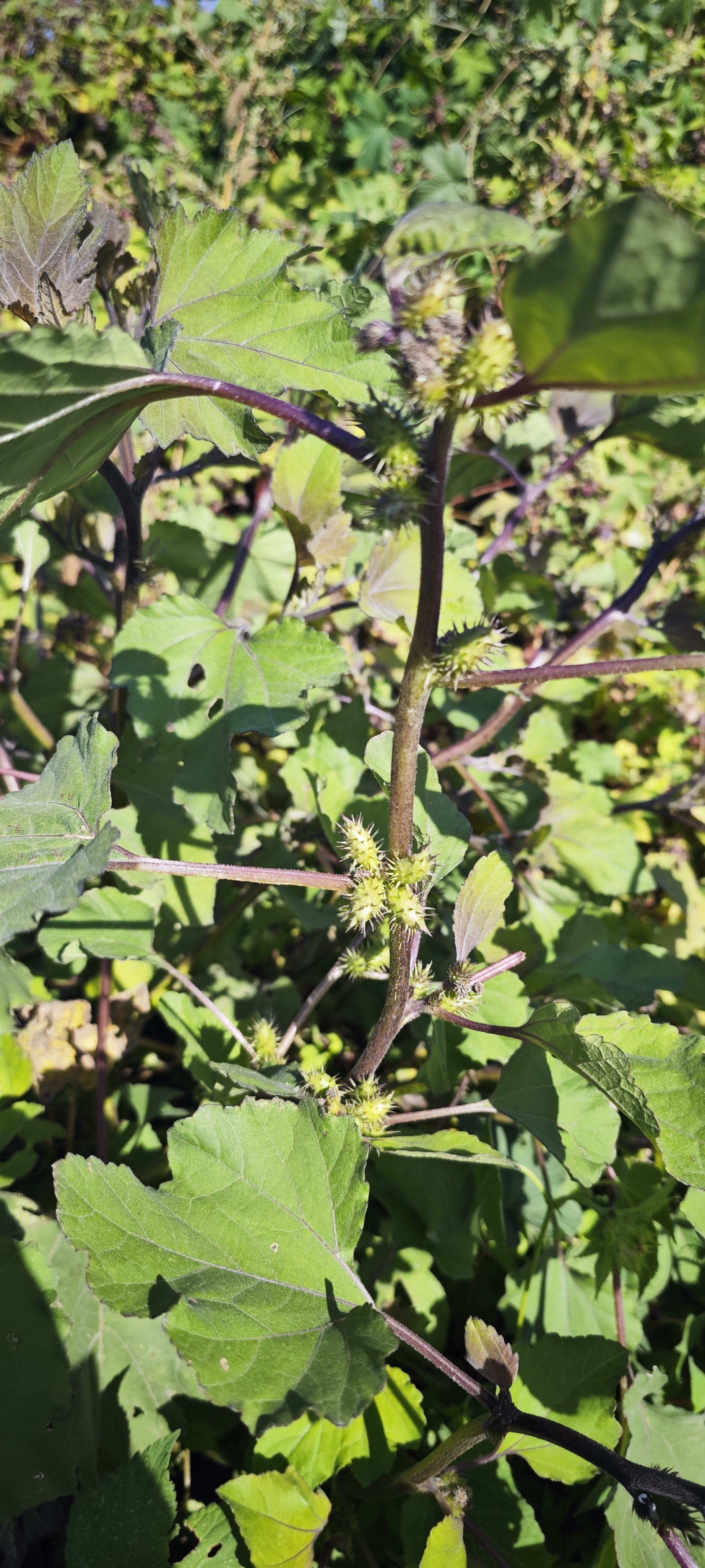 现在老家回的少了,这东西也见得少了,连名字