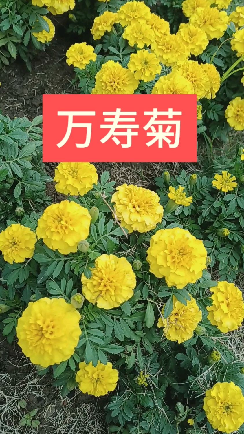 花期长优美的花坛花卉万寿菊