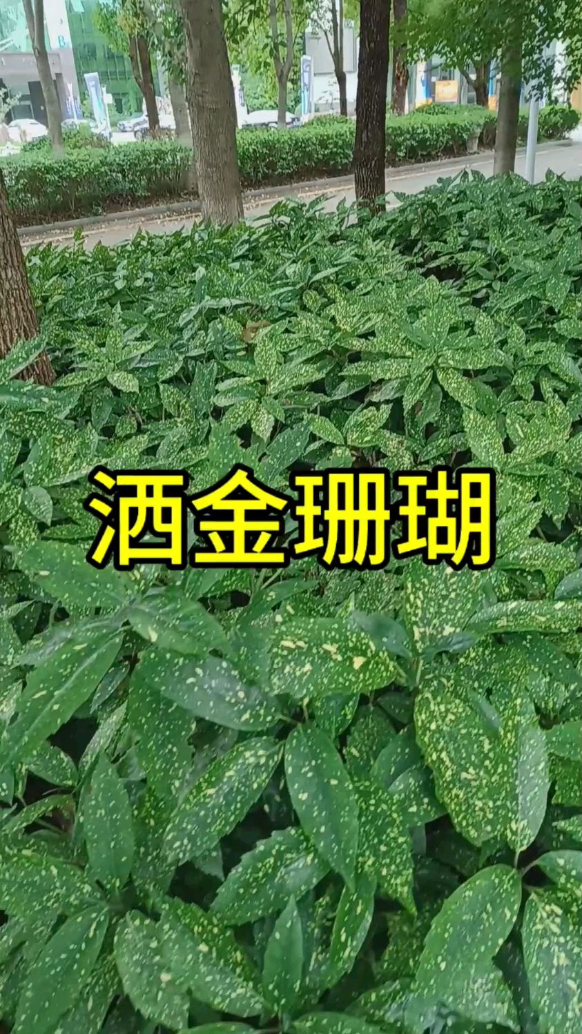 洒金东瀛珊瑚手绘图片