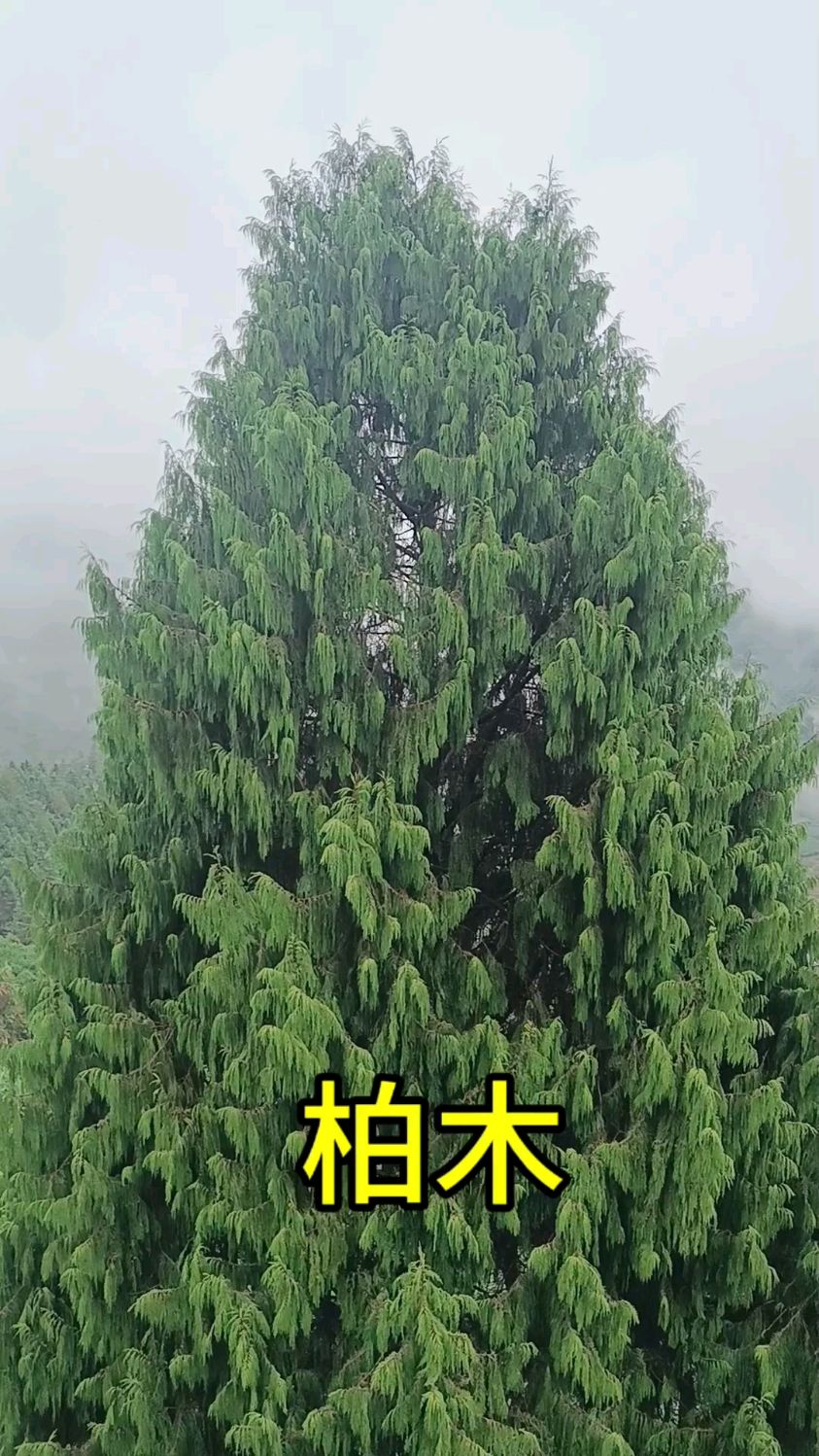 优秀高大四季常绿长寿树种柏木