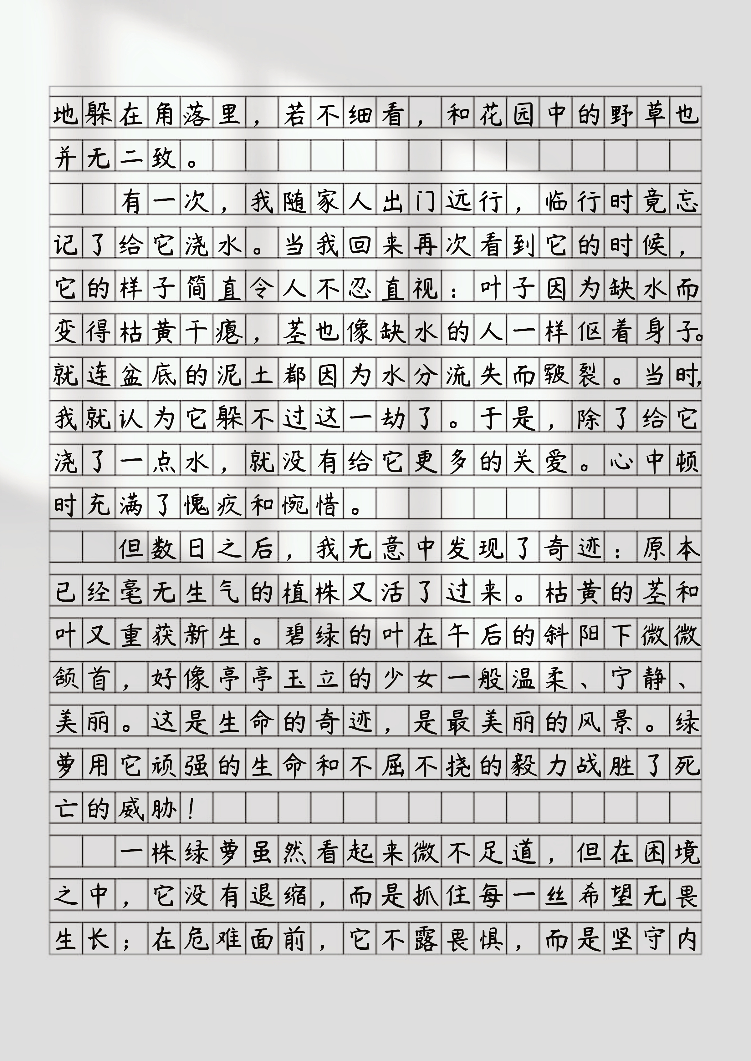 中 绿萝作文400字左右四年级绿萝植物吸引了我四年级上册450字爬