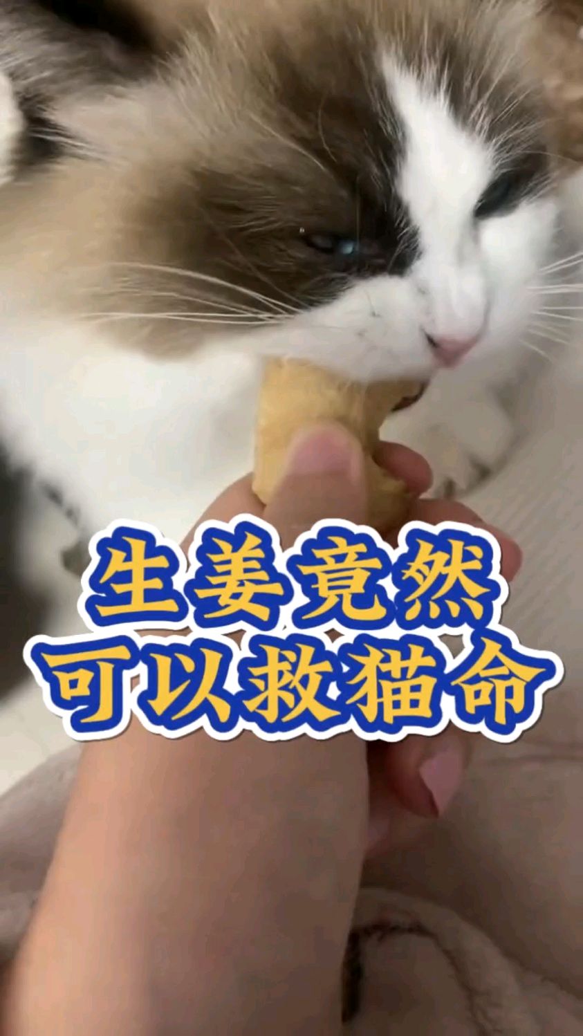 猫猫姜图片药用价值图片