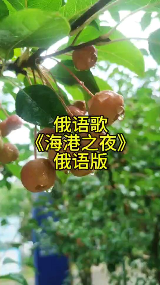 不会俄语怎么唱俄语歌《海港之夜》?