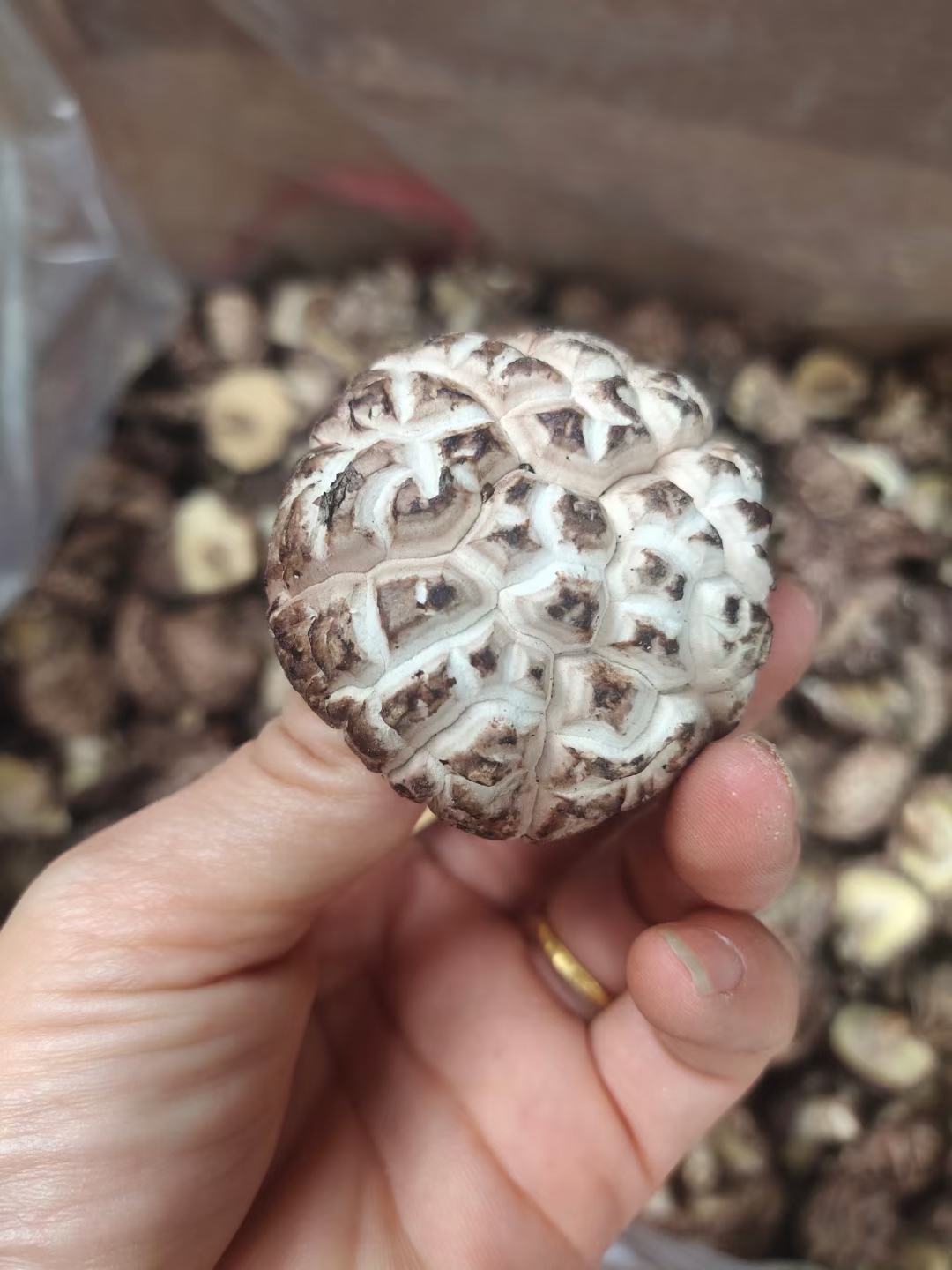 别着急听我给你唠唠今年的花菇