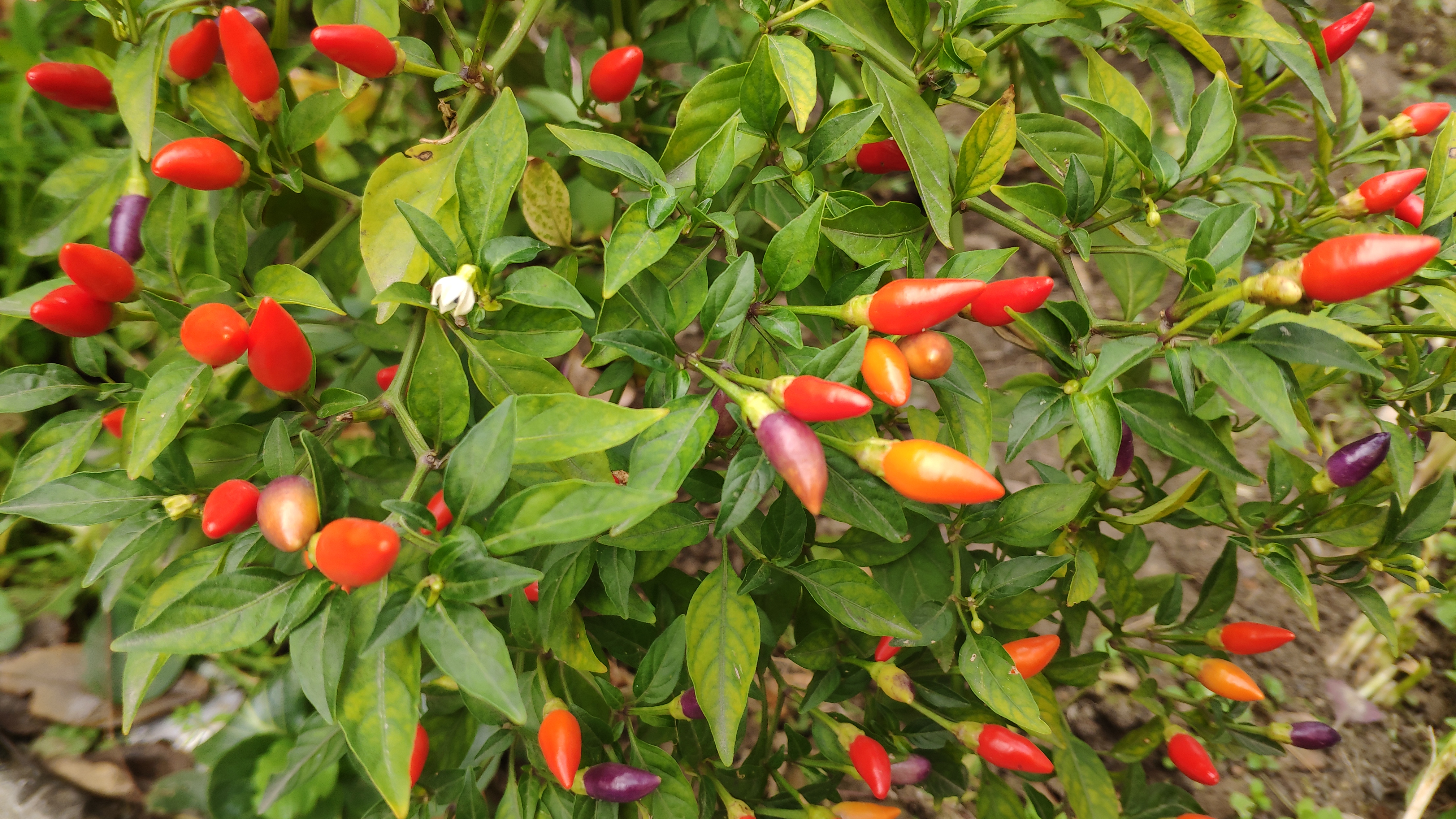 自己种的朝天椒