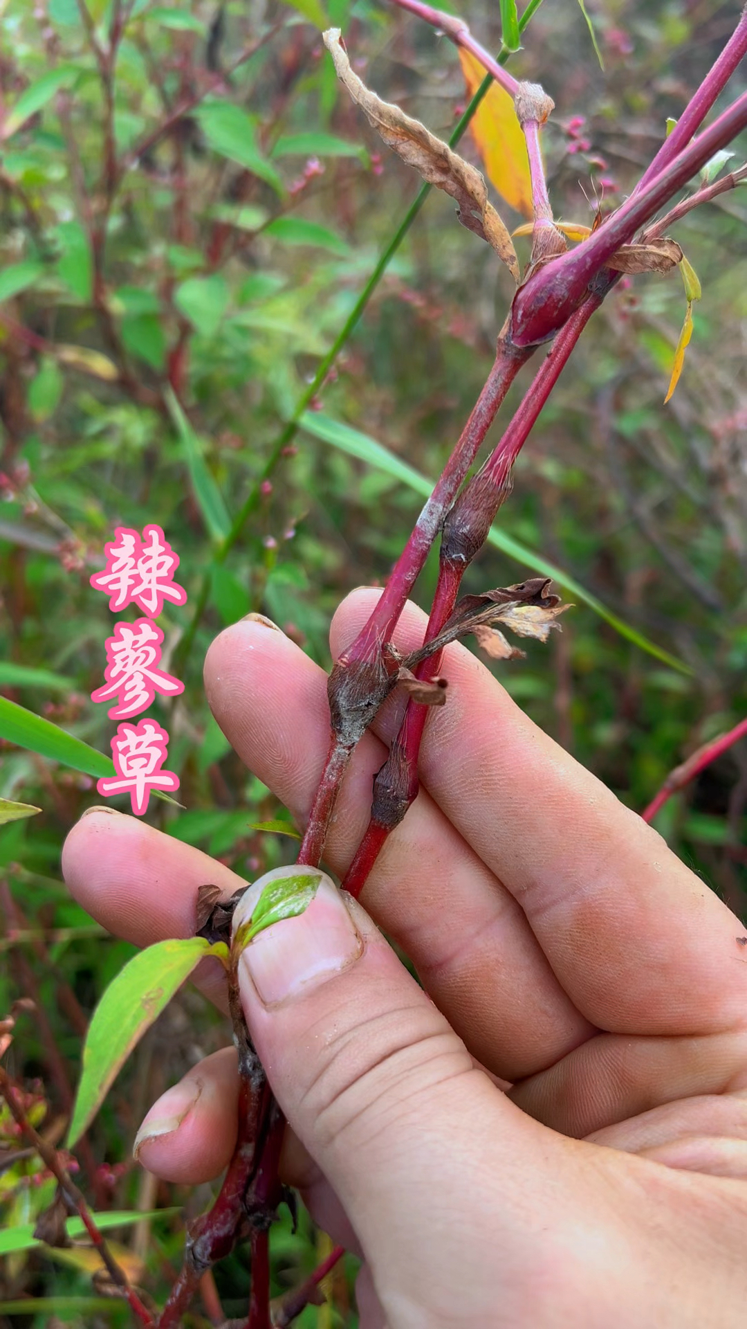 辣子草的图片与功效图片