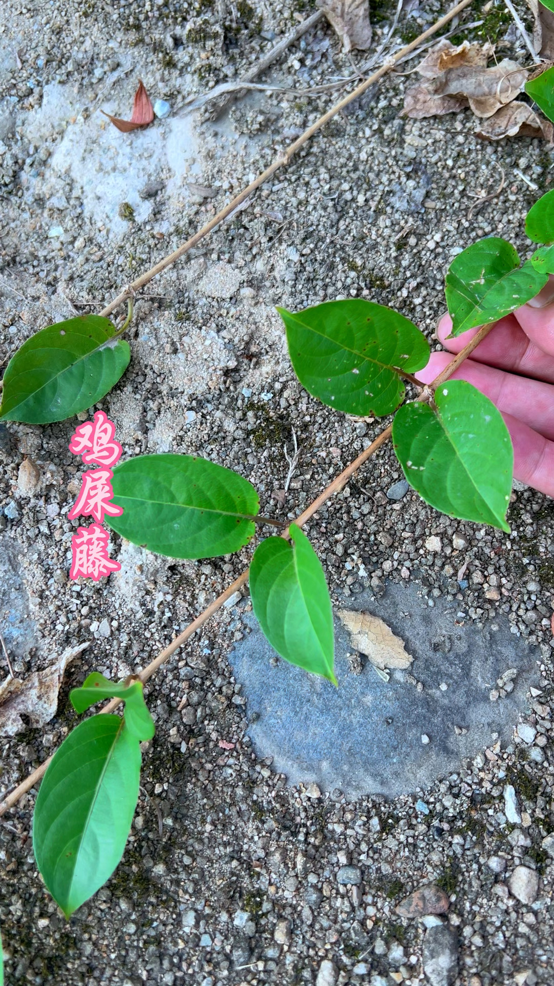 鸡屎藤味道难闻,却有妙用