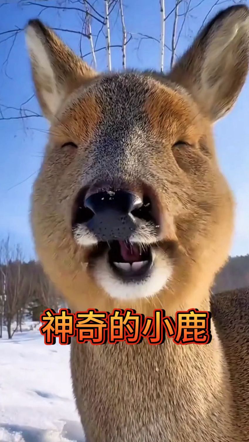 小鹿看似已经被冻成了冰块,没成想下一秒竟然又活蹦乱跳了!