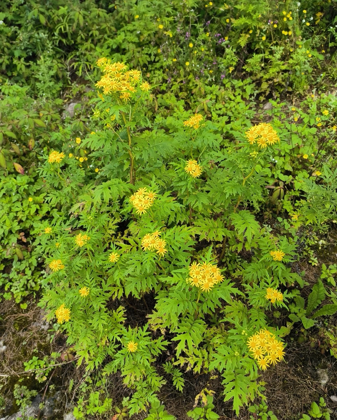 手术的感觉,听完后不敢动手了,大家认肝苏草图片肝苏草恰特草肝炎草