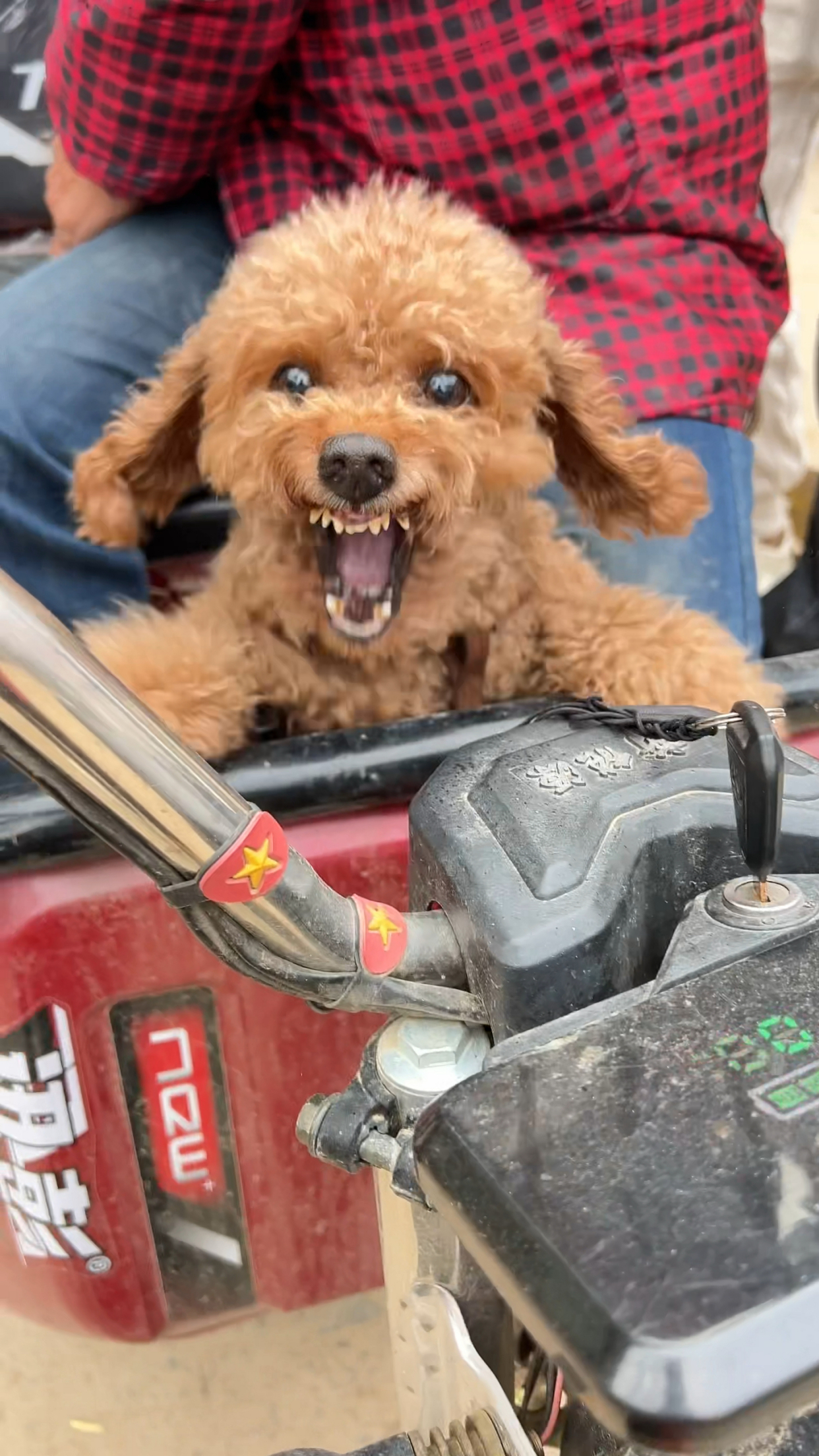 泰迪为啥变成这样,狗仗人势对人狂叫很讨厌,想咬人?你会喜欢吗