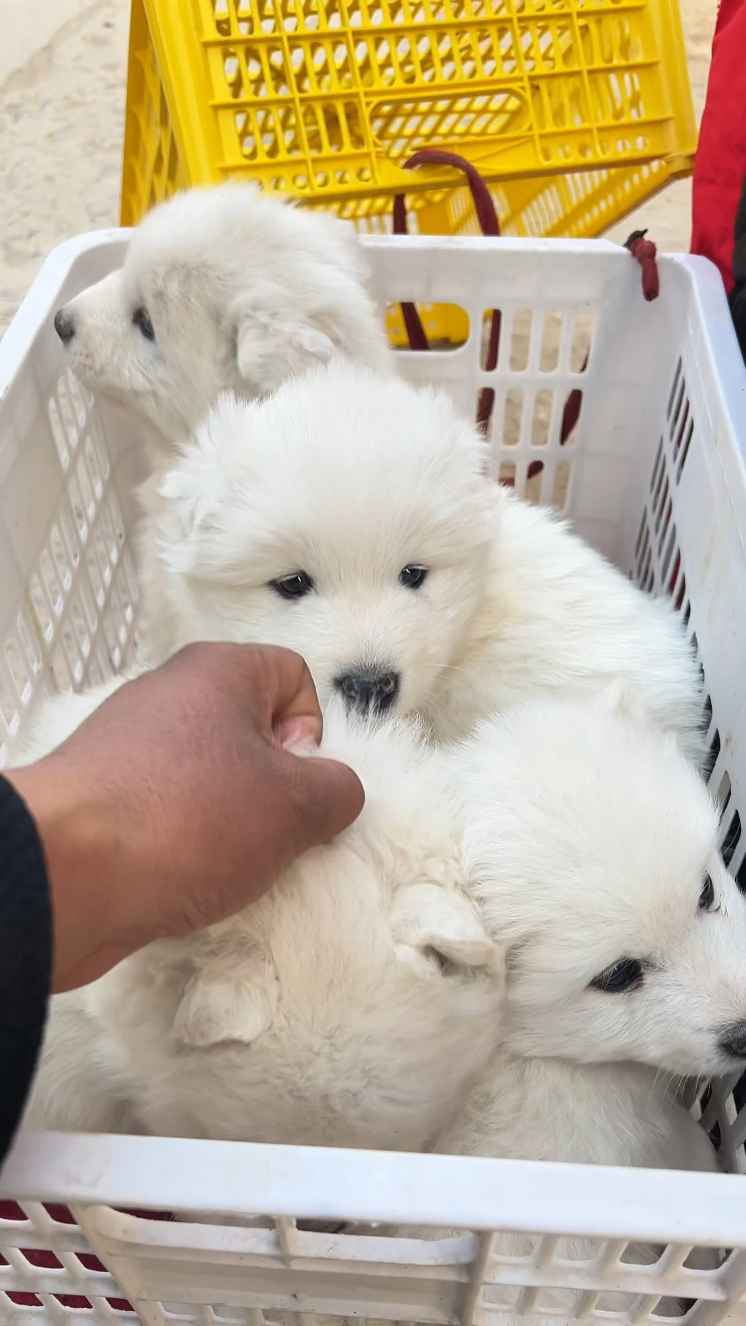 第一窝小狗为什么长不大为什么在线 第一窝小狗为什么长不大为什么在线