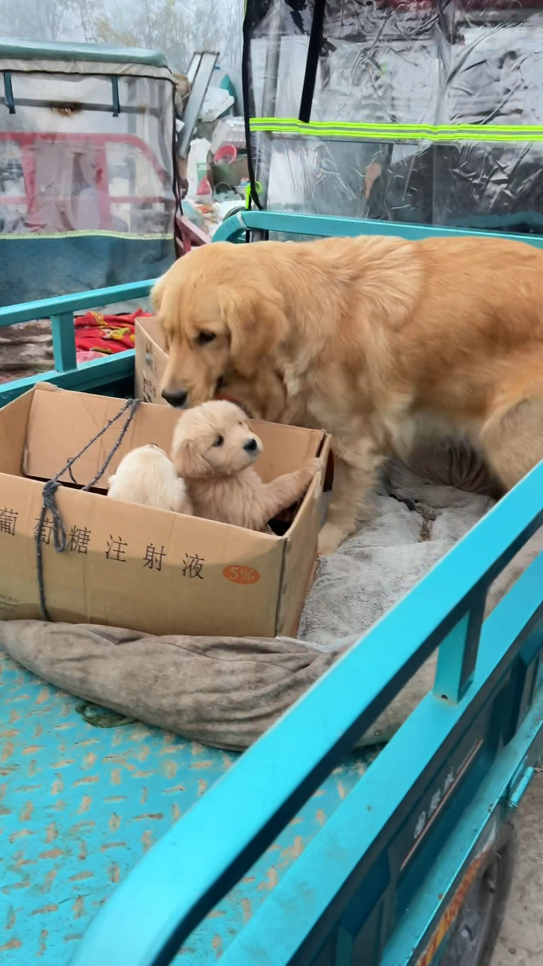 母犬妈妈终于认主人了