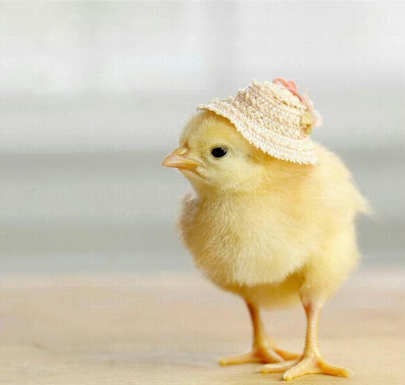 戴帽子的小鸡  |  美国摄影师 julie persons "浪漫 不是突然的惊喜