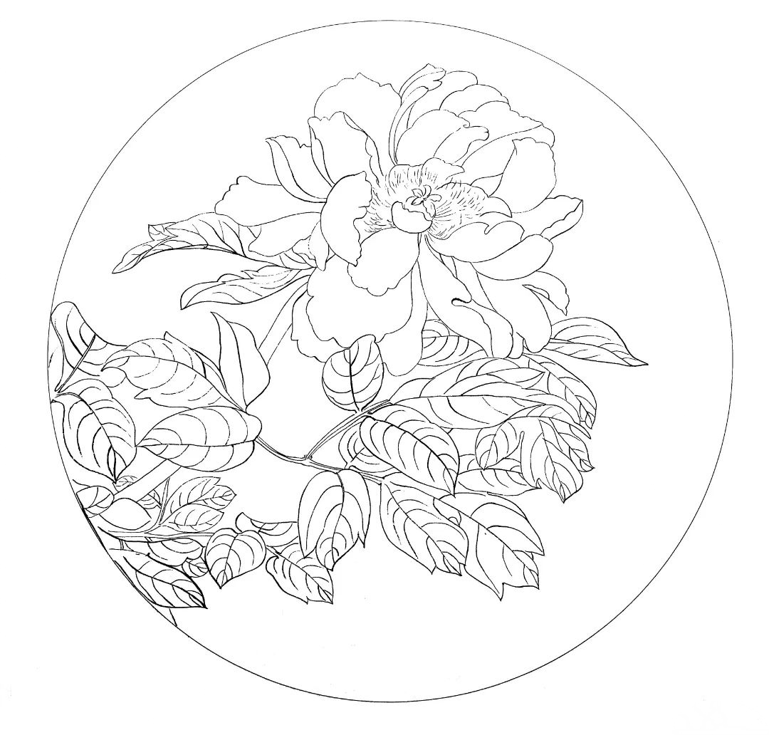 素材 | 美美的工笔花鸟圆扇白描及上色对照(三) 请收藏学习 3.