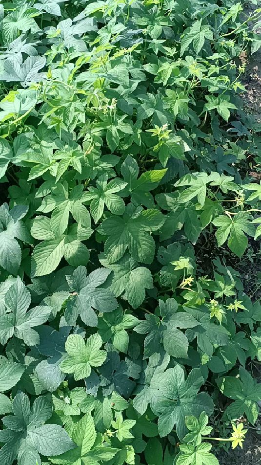 秋天里,繁荣茂盛的葎草