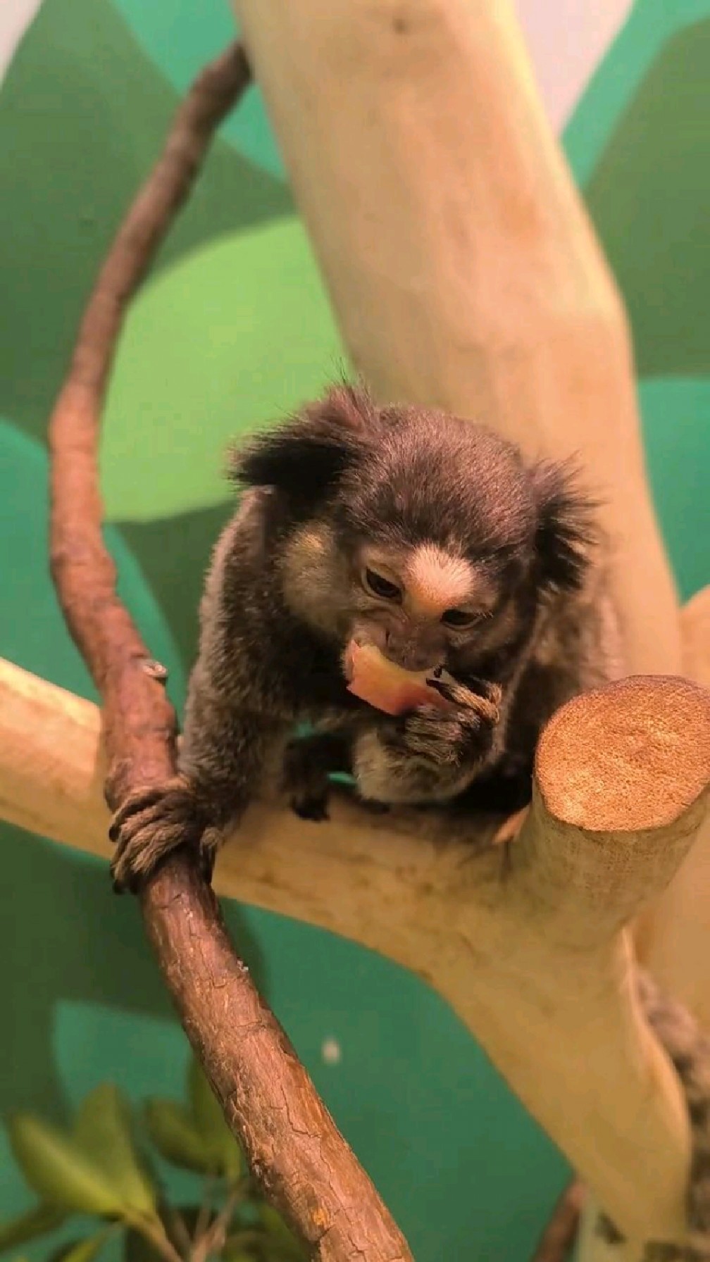 这么可爱的黑羽狨猴大伙喜欢吗