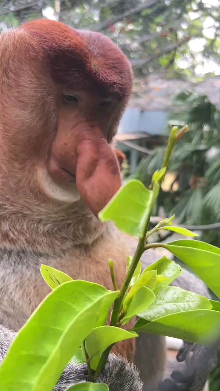 长鼻猴表情包图片