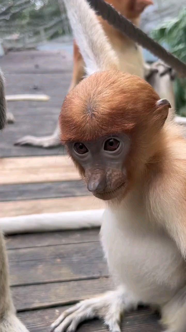 眼睛最大的猴子图片