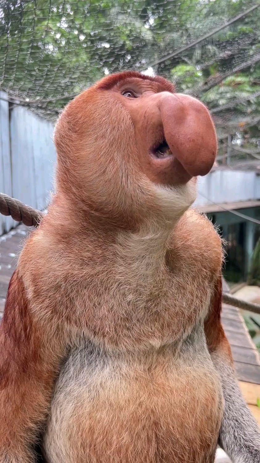 长鼻猴纳库拉纳总#长隆长鼻猴纳库拉