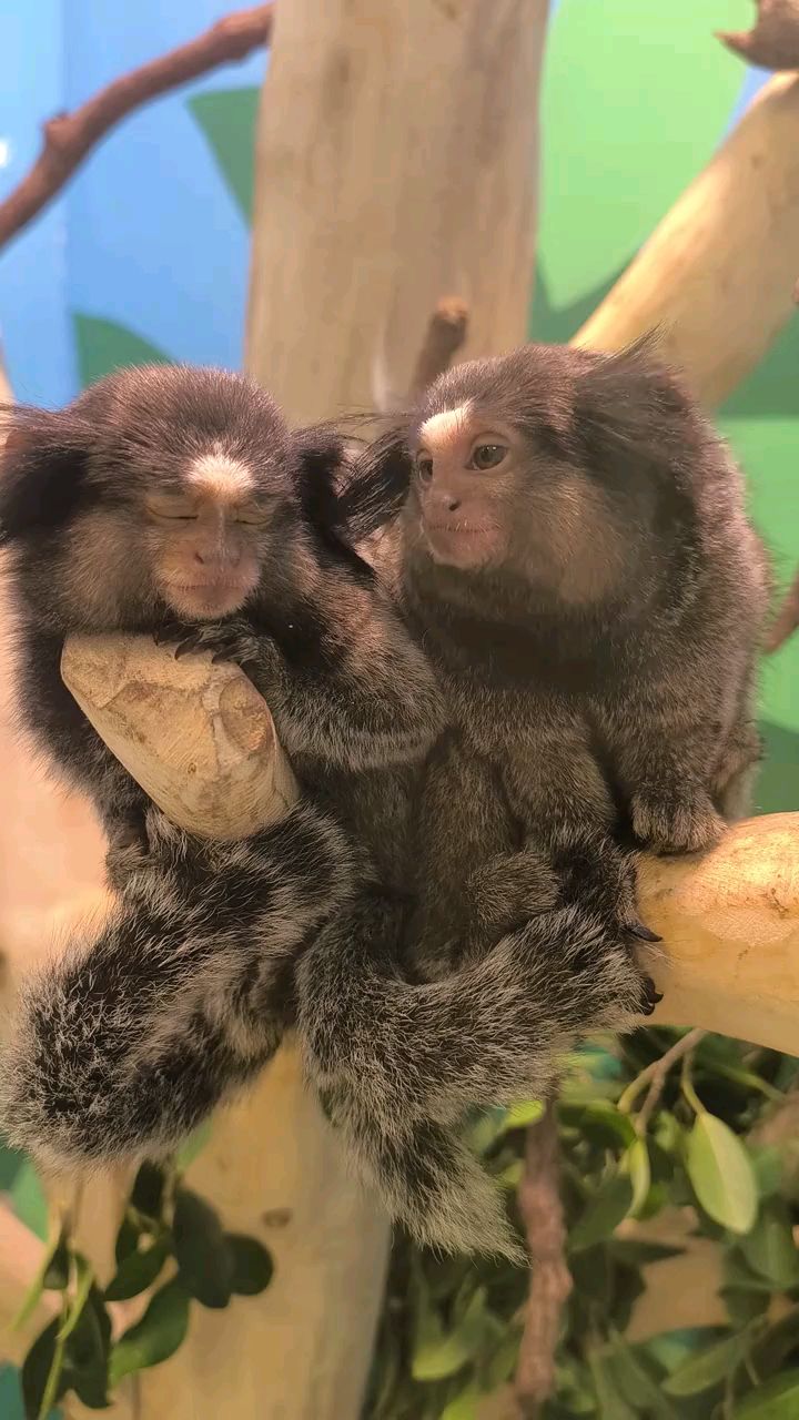 黑羽狨猴双胞胎兄妹困了