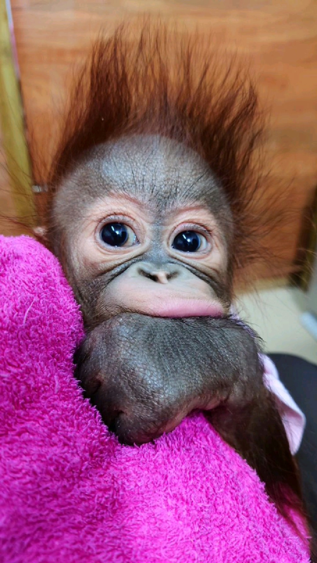 红毛猩猩格林两岁生日快乐#视频取自@动物幼儿园