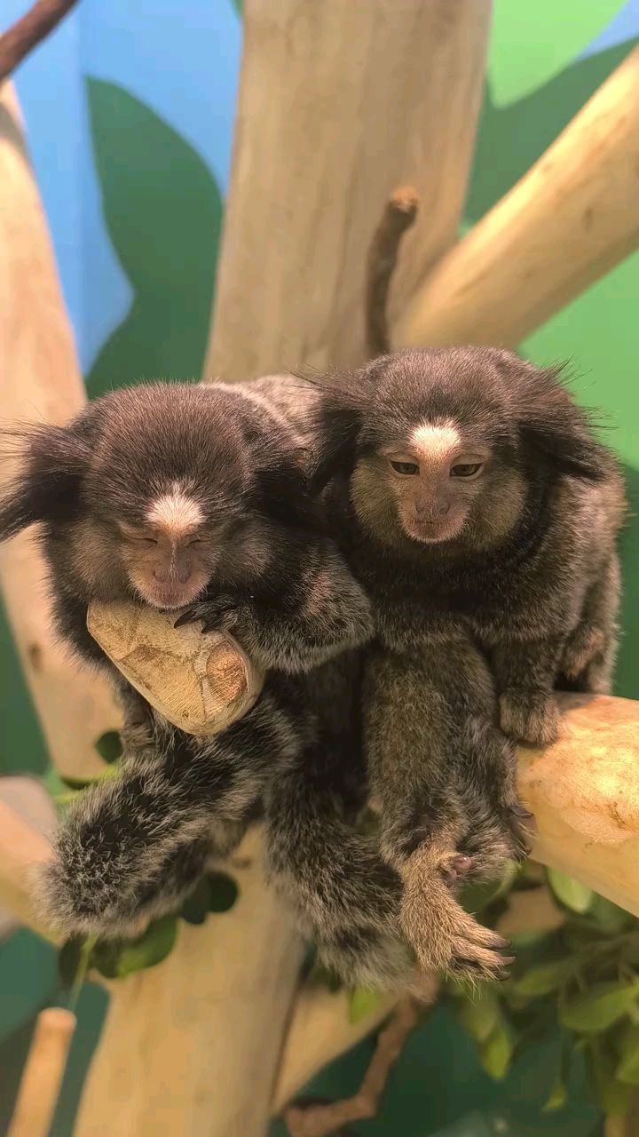 黑羽狨猴兄妹俩真的困了#黑羽狨猴