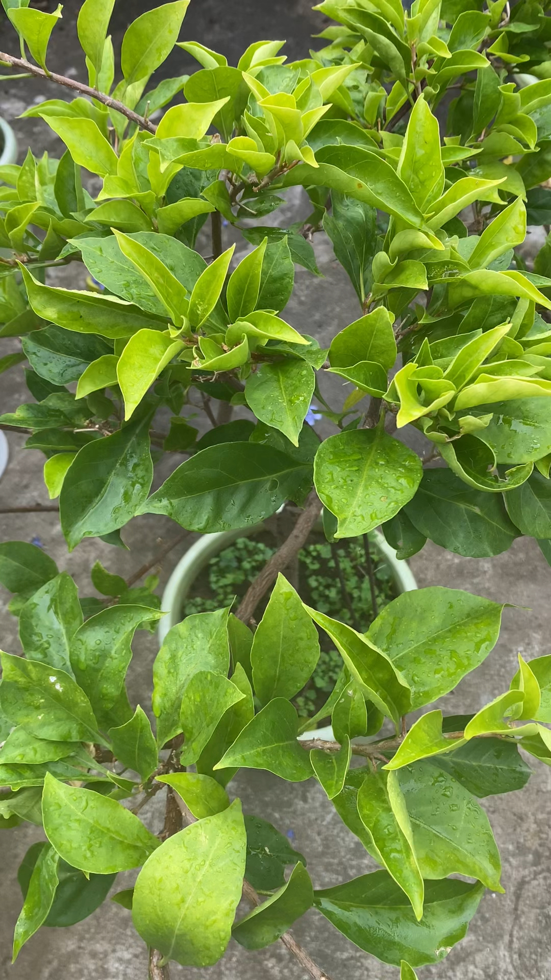 梅花不开花时的样子图片