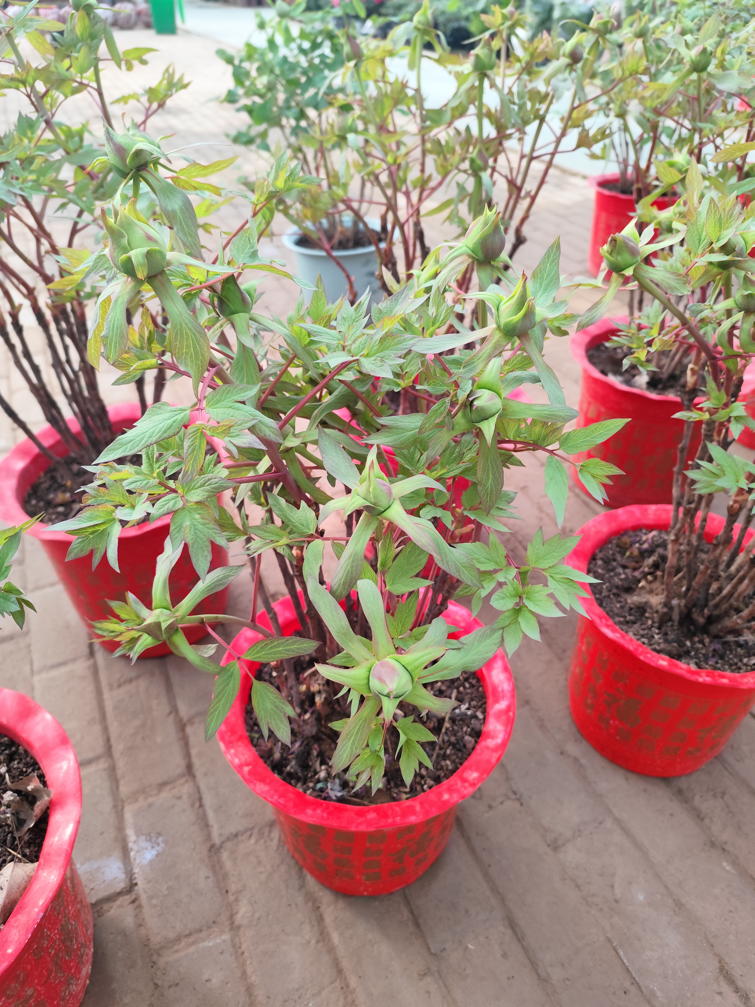 第一批鲜花牡丹带花苞带盆的牡丹闪亮登场高端牡丹10个花苞送朋友