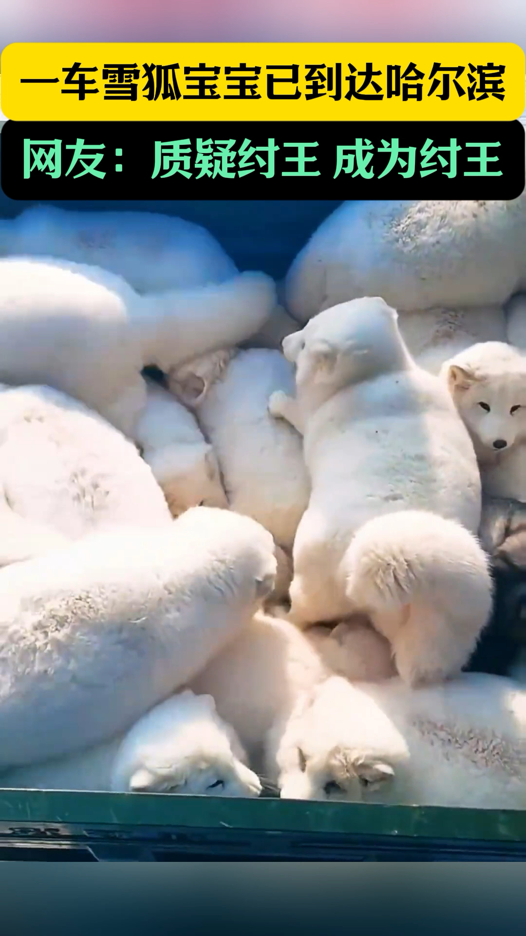 一批雪狐宝宝运往哈尔滨!