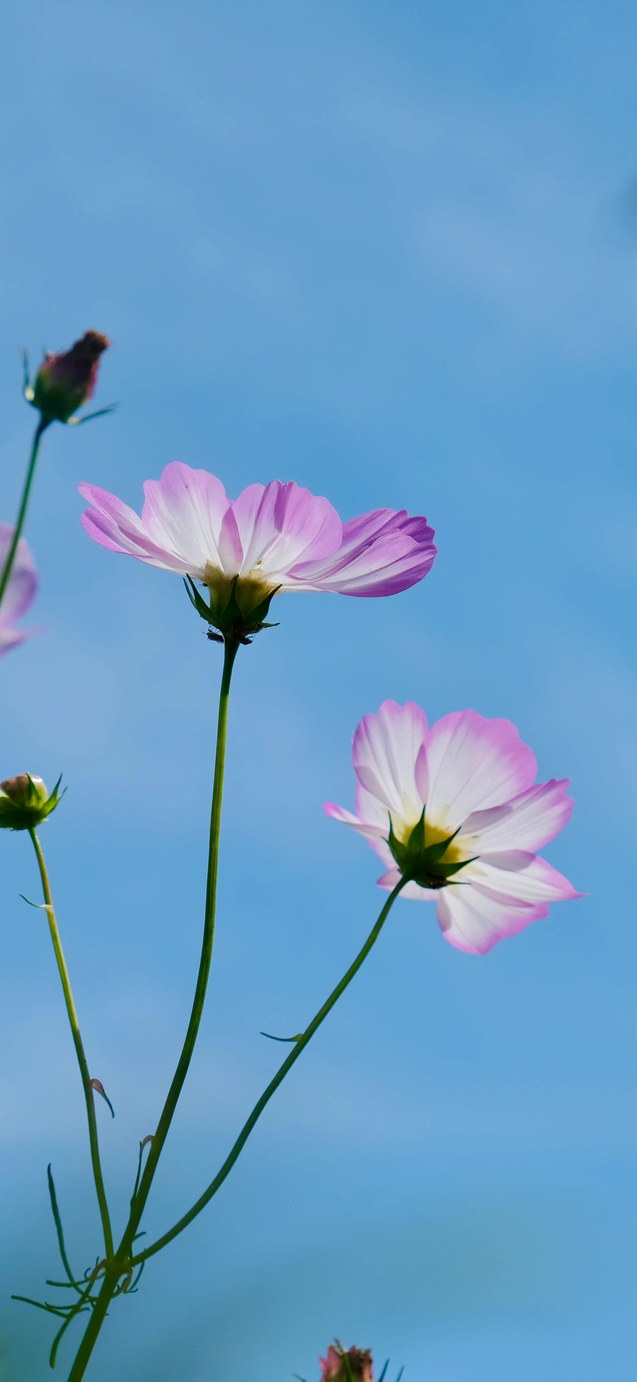 格桑花手机壁纸