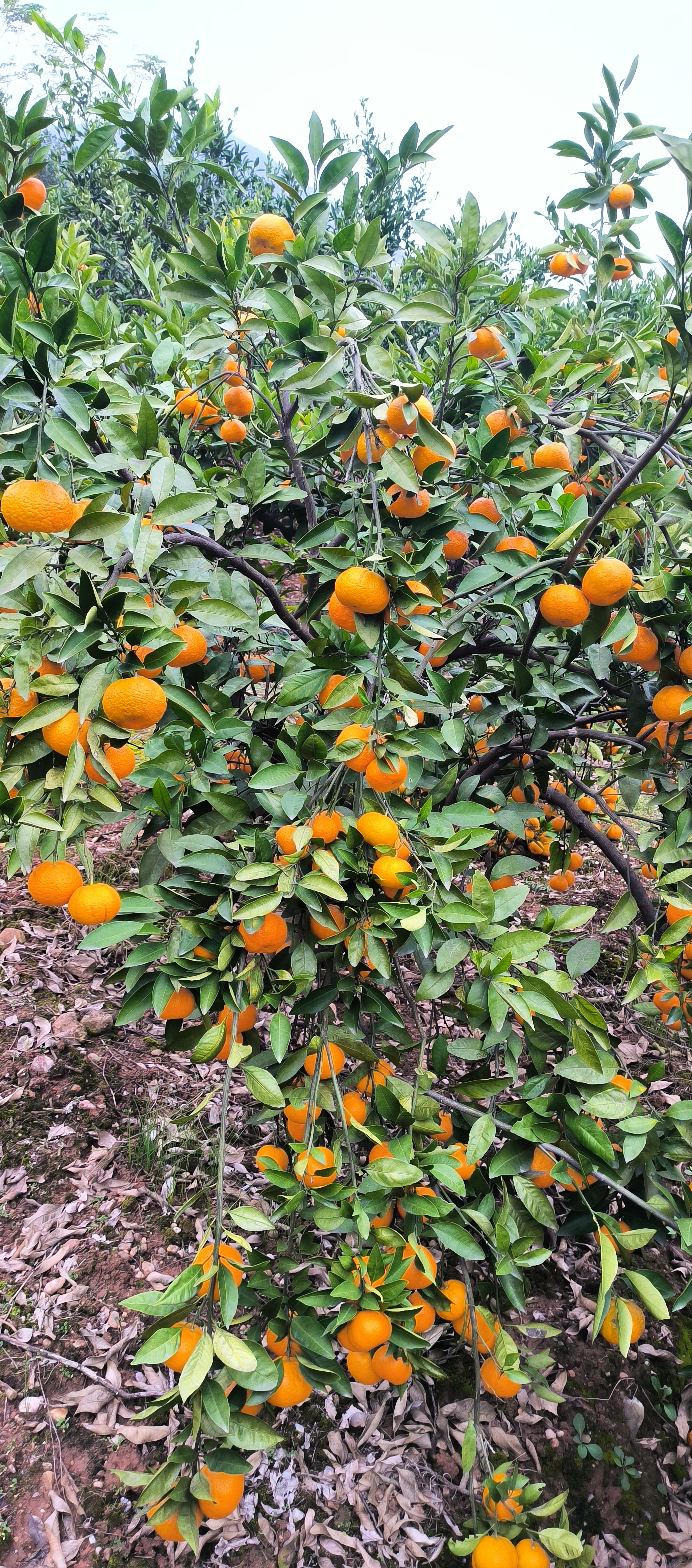 人们穿梭其中,脸上洋溢着喜悦,双手不停忙碌,共赴这场橘子大丰收的