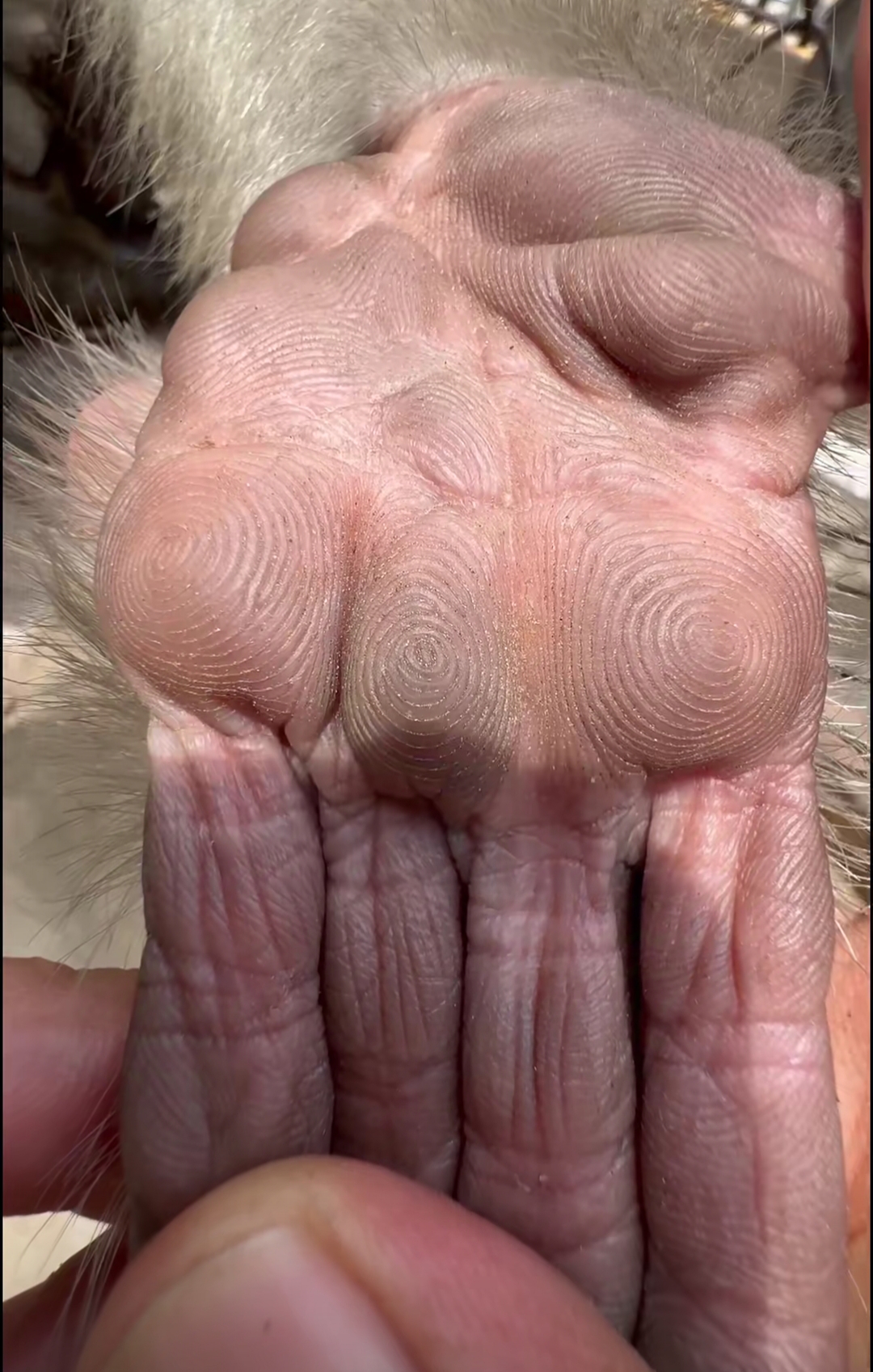 有花果山一众儿孙,有美酒鲜果,足 猴子的手猴子的手掌猴子手掌猴子的