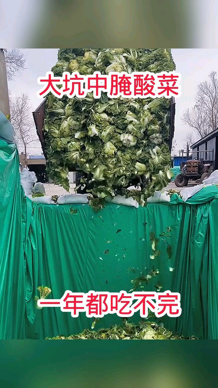 315曝光土坑酸菜图片