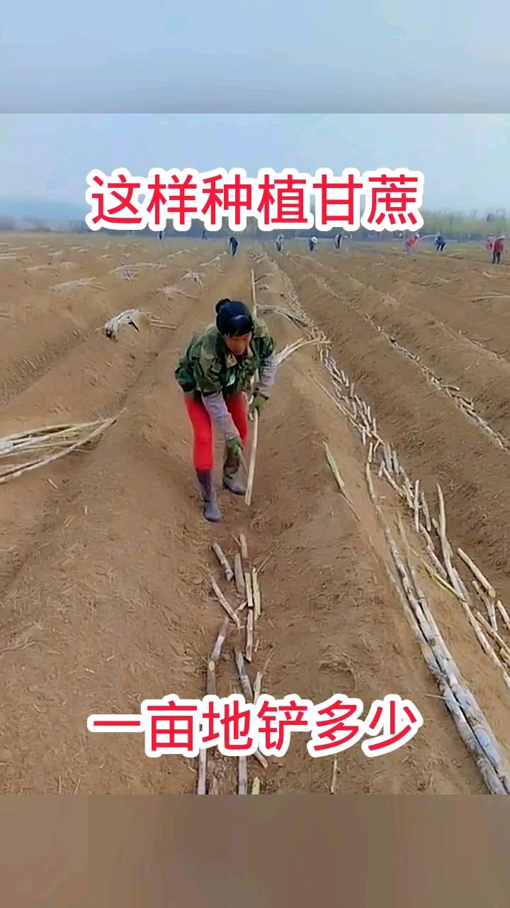 种一亩地需要多少钱(种一亩地需要多少成本)