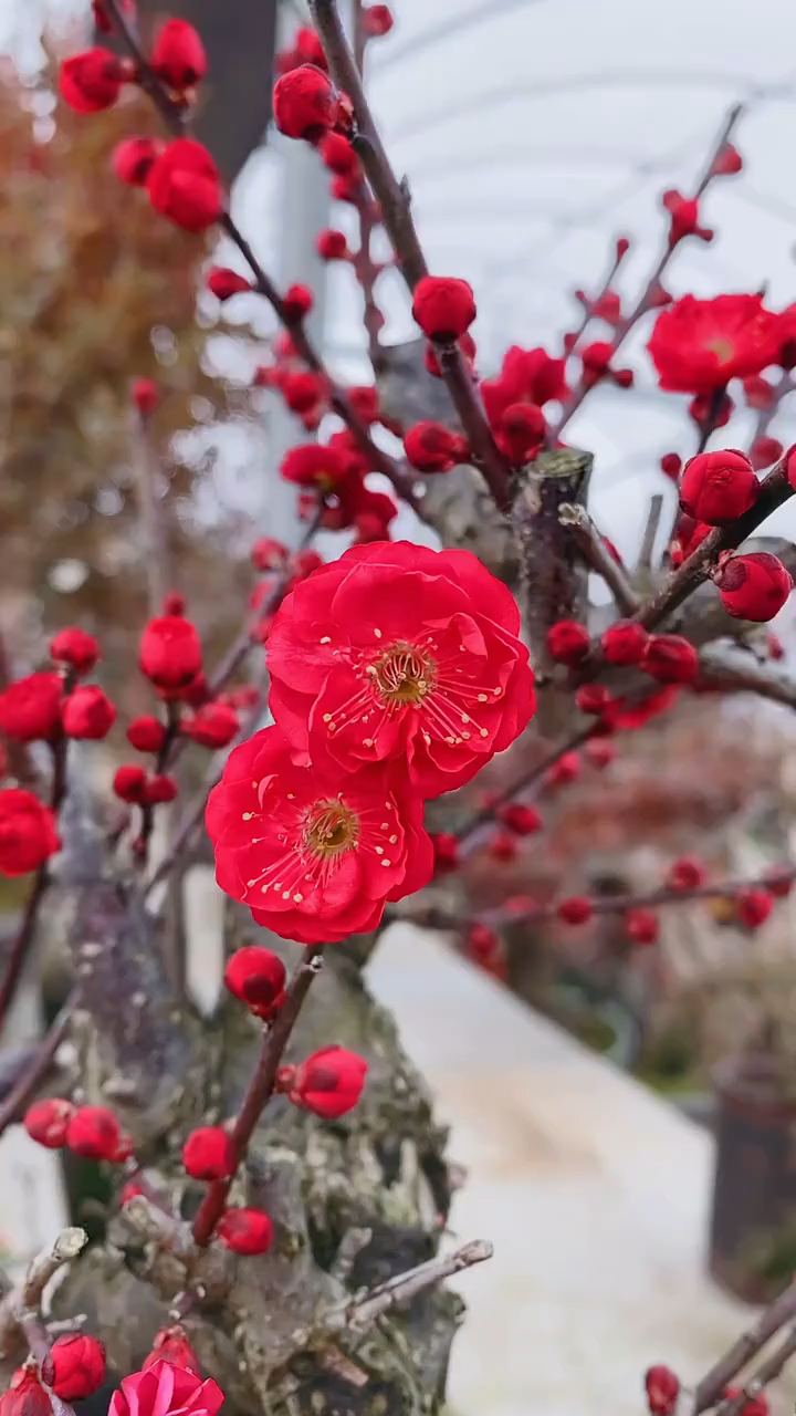 树乌梅图片大全图片